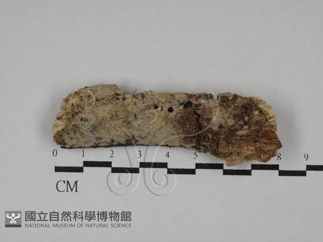 登錄號:F0029440藏品圖，第1張