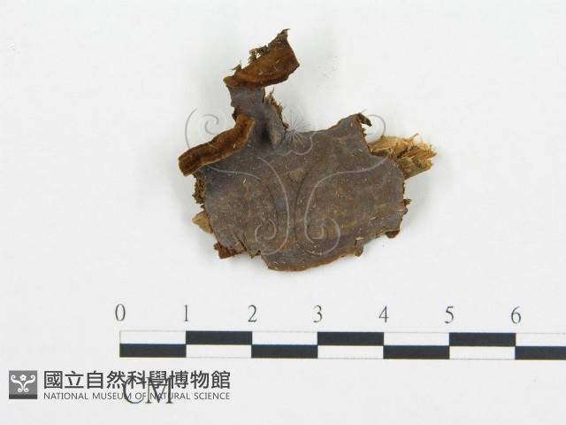 登錄號:F0009440藏品圖，第1張