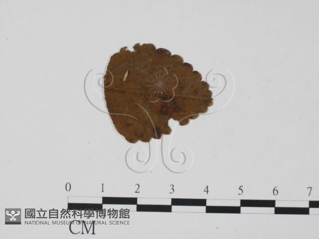 登錄號:F0019440藏品圖，第1張