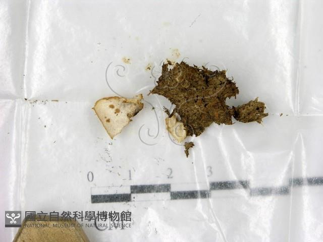 登錄號:F0003440藏品圖，第1張
