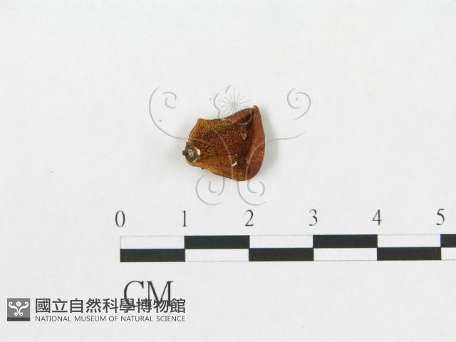 多孔菌屬藏品圖，第1張