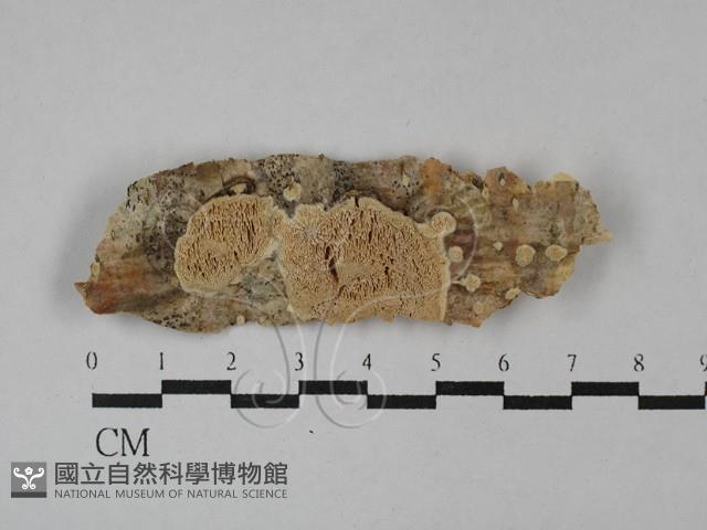 登錄號:F0028740藏品圖，第1張