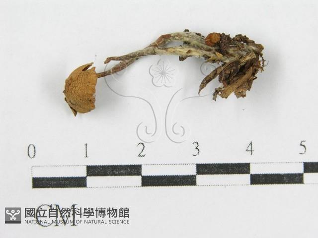 登錄號:F0010740藏品圖，第1張