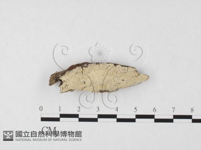 登錄號:F0026740藏品圖，第1張