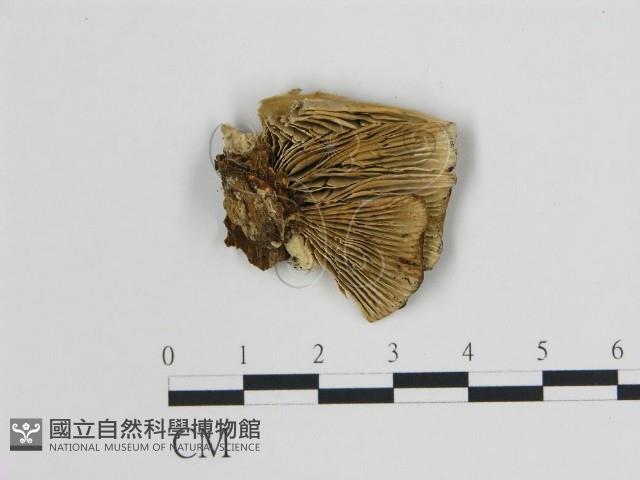 登錄號:F0006740藏品圖，第1張