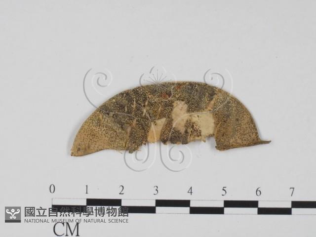 登錄號:F0011740藏品圖，第1張