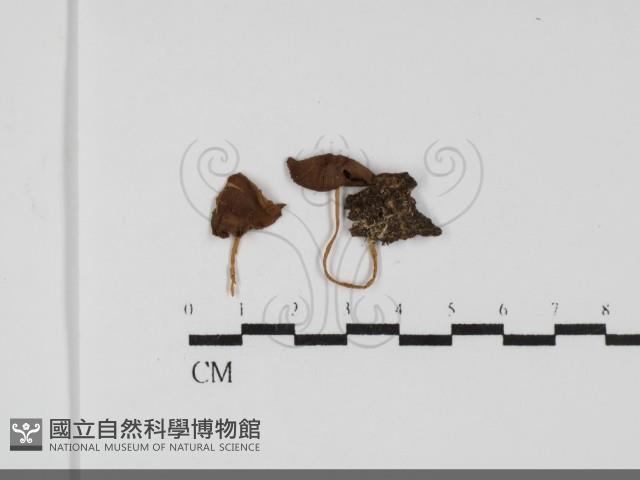登錄號:F0031740藏品圖，第1張