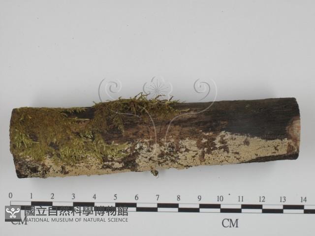 登錄號:F0024740藏品圖，第1張