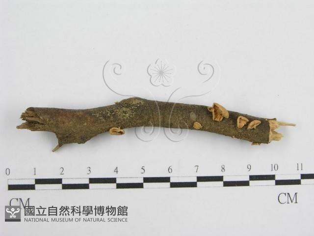 微皮傘屬藏品圖，第1張