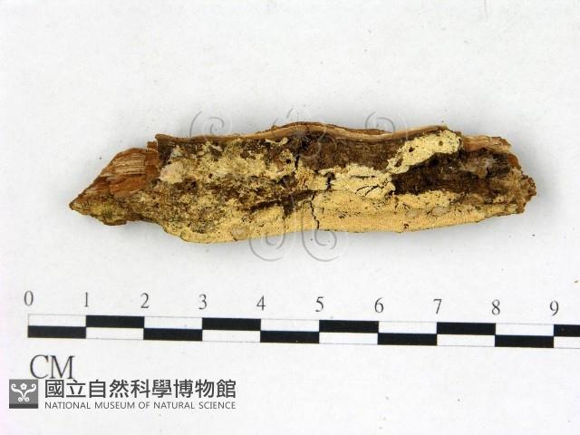 絲齒菌屬藏品圖，第1張