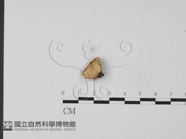 韌革菌屬藏品圖，第1張