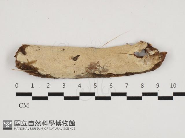 登錄號:F0032740藏品圖，第1張