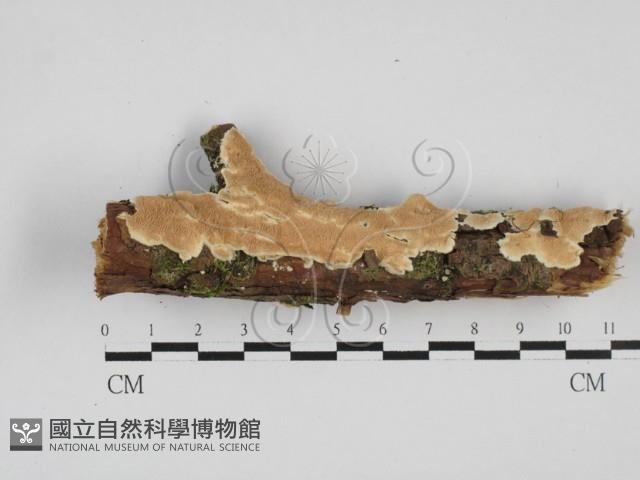 齒耳菌屬藏品圖，第1張