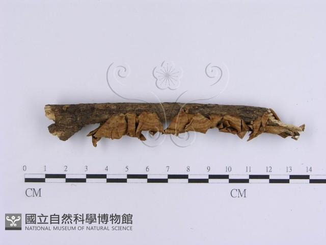 韌革菌屬藏品圖，第1張