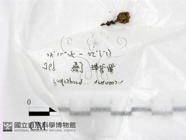 登錄號:F0017740藏品圖，第1張