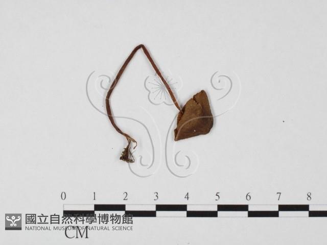 登錄號:F0025740藏品圖，第1張