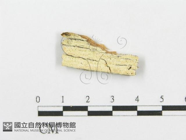 登錄號:F0005740藏品圖，第1張