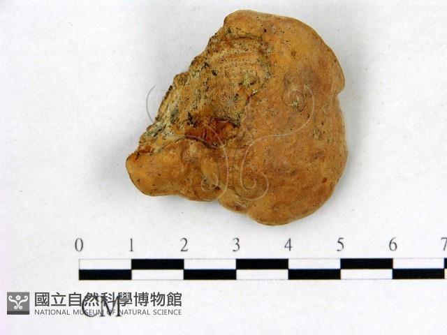 登錄號:F0015740藏品圖，第1張