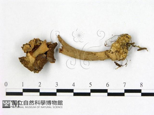 登錄號:F0009740藏品圖，第1張