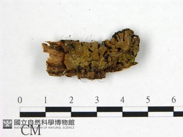 登錄號:F0019740藏品圖，第1張