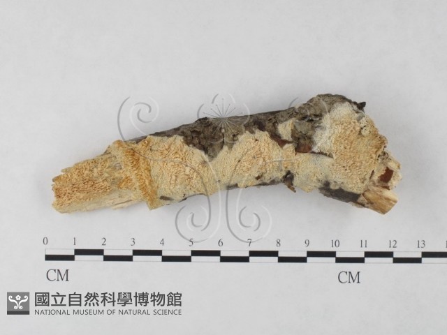 絲齒菌屬藏品圖，第1張