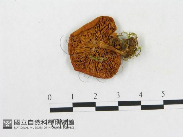 登錄號:F0003740藏品圖，第1張