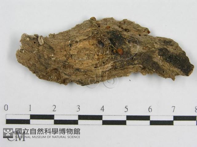 登錄號:F0013740藏品圖，第1張