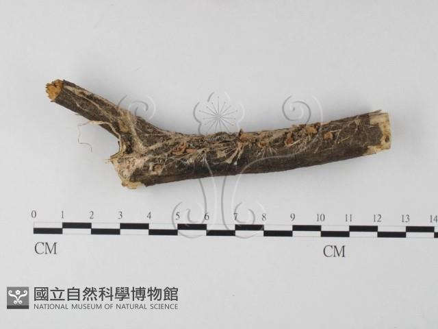 登錄號:F0008540藏品圖，第1張
