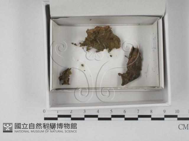 登錄號:F0020540藏品圖，第1張