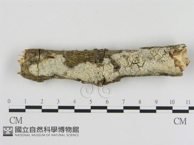 登錄號:F0000540藏品圖，第1張