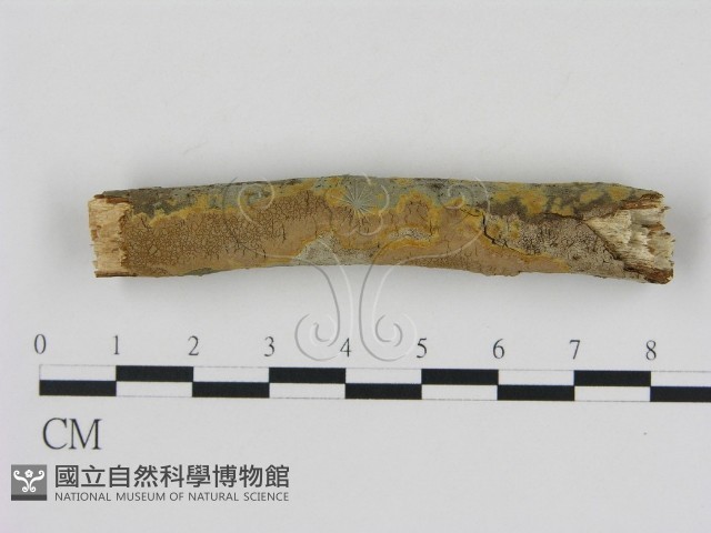 刺革菌屬藏品圖，第1張