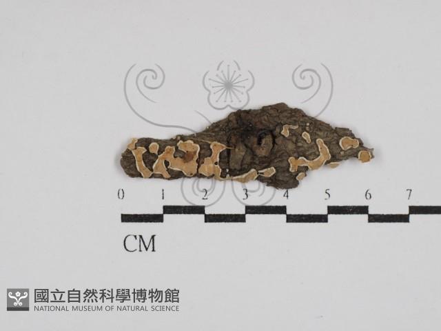 登錄號:F0030540藏品圖，第1張