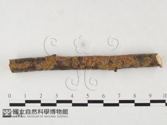 刺革菌屬藏品圖，第1張