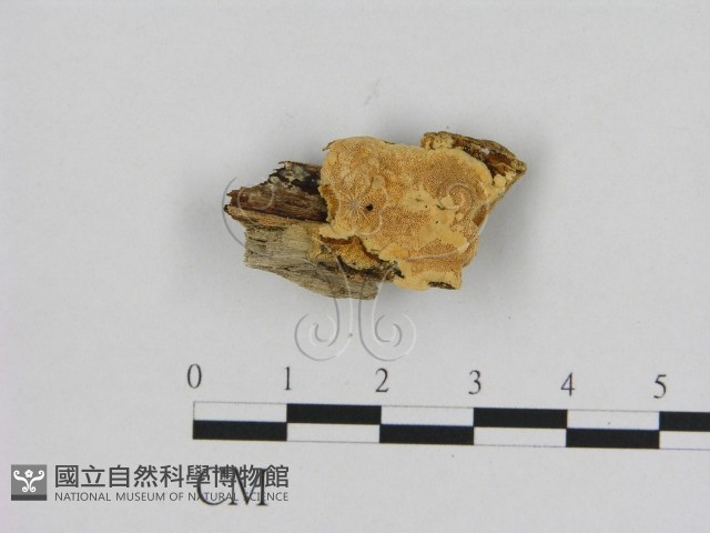 登錄號:F0006540藏品圖，第1張