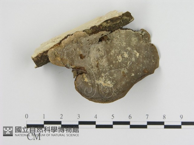 登錄號:F0016540藏品圖，第1張