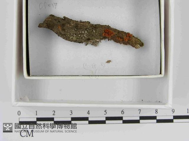 登錄號:F0021540藏品圖，第1張
