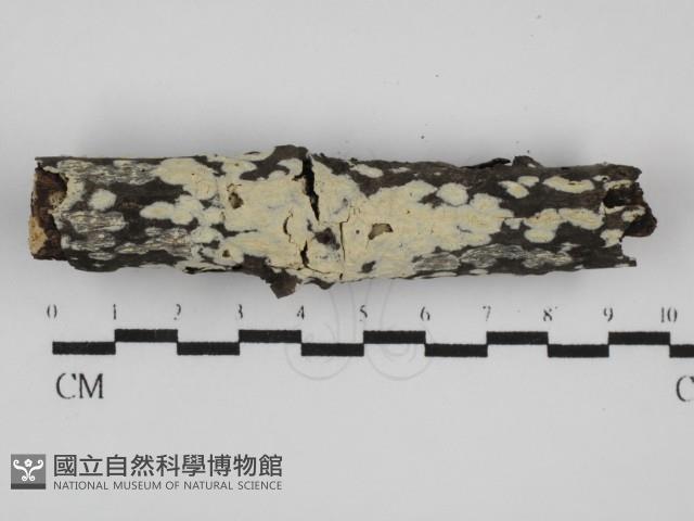 登錄號:F0031540藏品圖，第1張