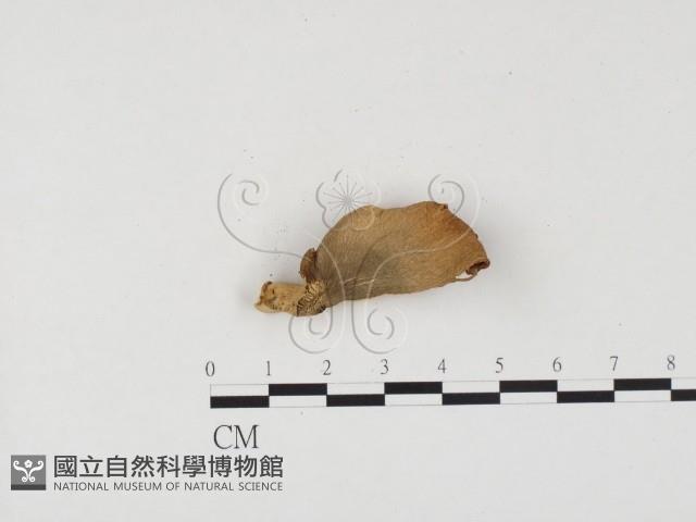 登錄號:F0024540藏品圖，第1張