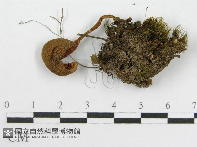 粉褶菌屬藏品圖，第1張