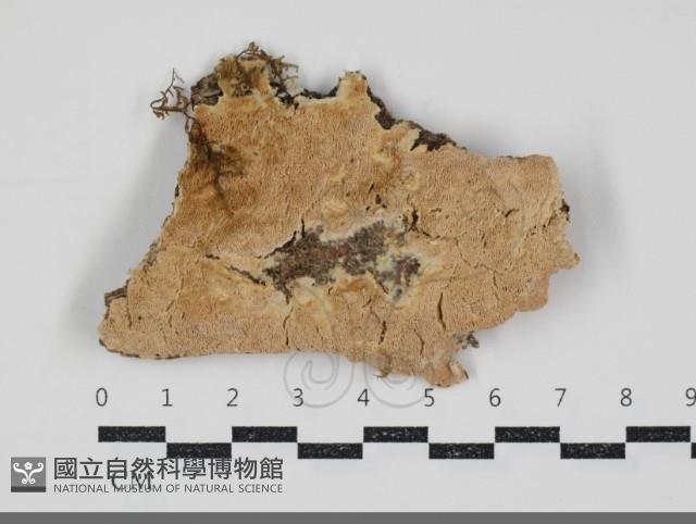 登錄號:F0034540藏品圖，第1張