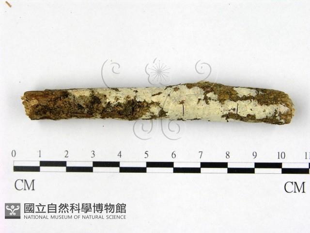 登錄號:F0022540藏品圖，第1張