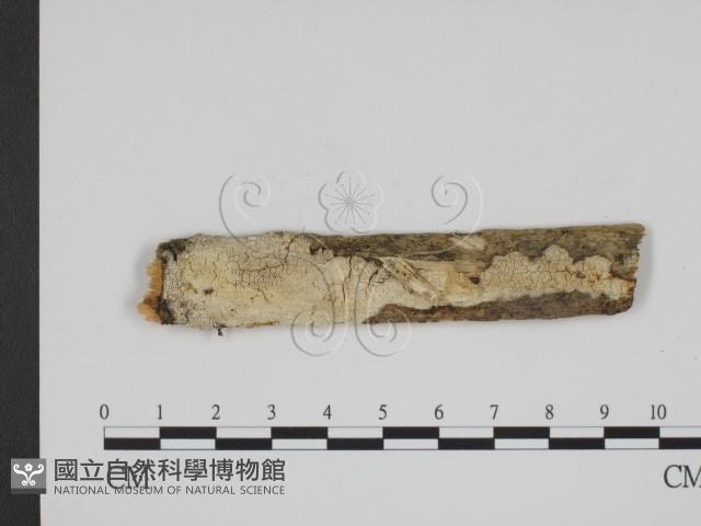 登錄號:F0002540藏品圖，第1張