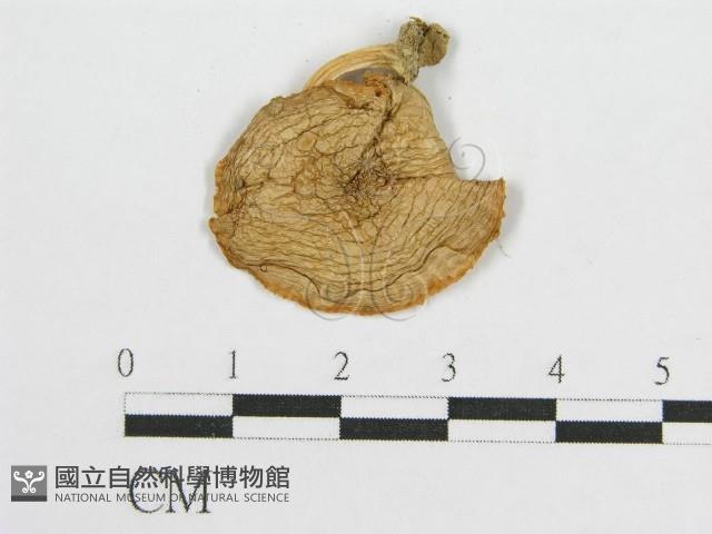 登錄號:F0012540藏品圖，第1張