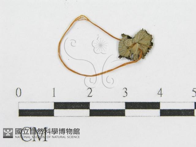 登錄號:F0007540藏品圖，第1張