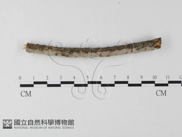 筍殼菌屬藏品圖，第1張