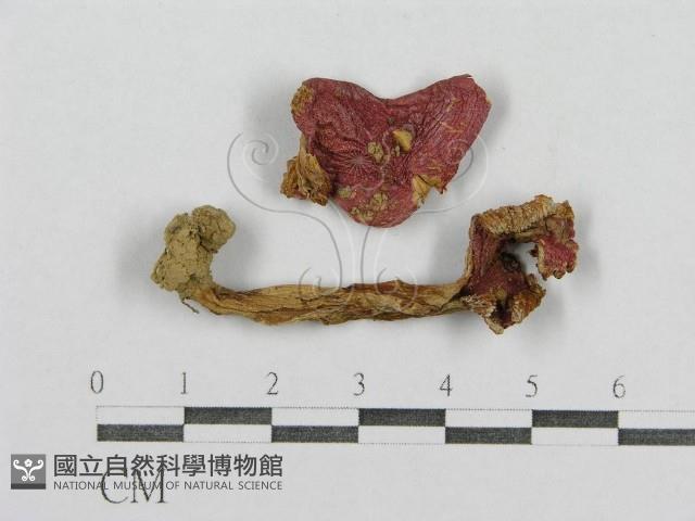 登錄號:F0005540藏品圖，第1張