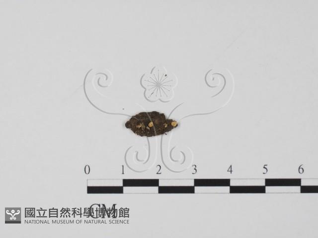 登錄號:F0015540藏品圖，第1張