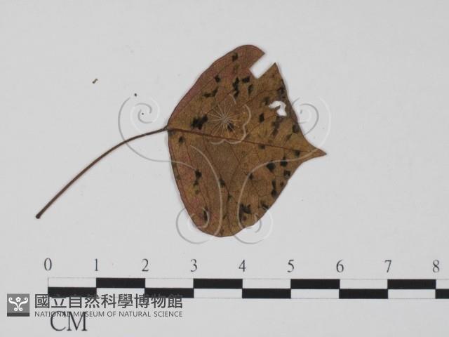 登錄號:F0019540藏品圖，第1張