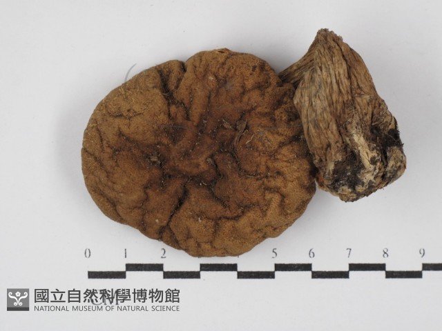 登錄號:F0003540藏品圖，第1張