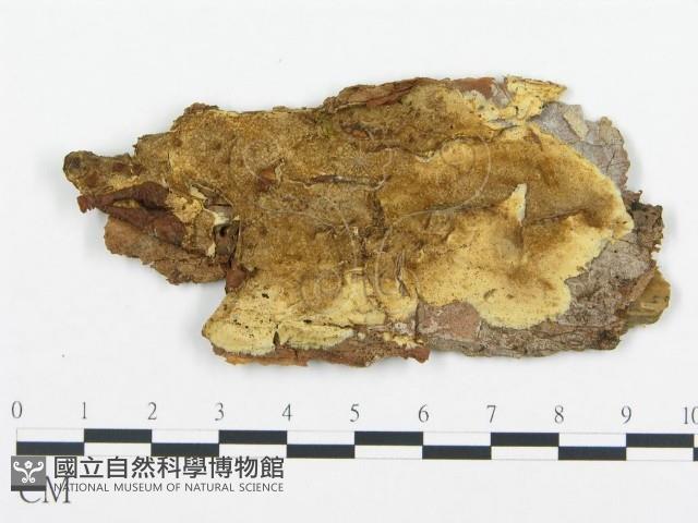 登錄號:F0013540藏品圖，第1張